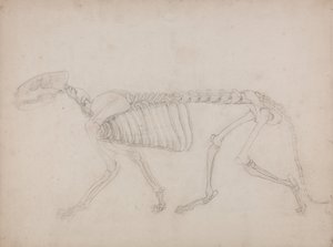 Vergleichende anatomische Darstellung der Struktur des menschlichen Körpers mit der eines Tigers und einer Kuh